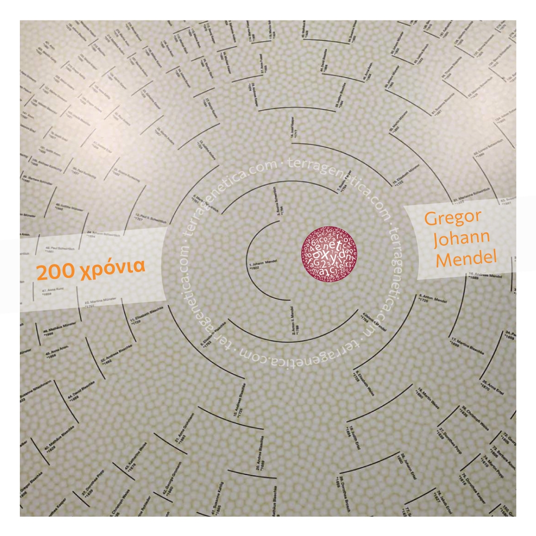 Mendel's bicentennial lineage